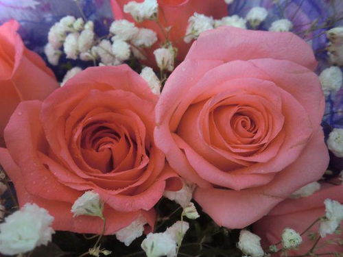 香槟玫瑰花语是什么意思,你知道玫瑰花的花语是什么？