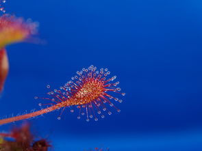 桃花流水映鱼肥，春意盎然共芬芳，什么桃花流水什么鱼肥?