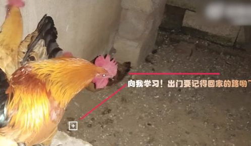 安徽两村民为争夺一只公鸡报警,机智民警出奇招 让公鸡自己选