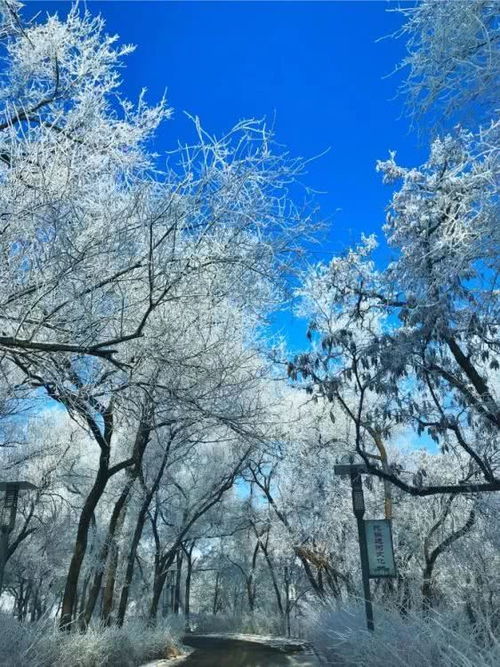 雾凇,写了首最美的诗给德州