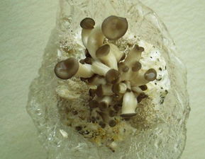 老婆种蘑菇,学会一种方法,隔7天就收割一次,结果吃不完