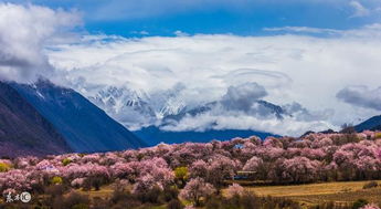 想去西藏旅游,又担心高原反应,怎么办 