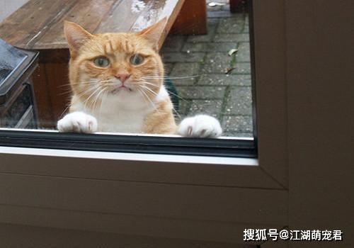猫喜欢看窗外,对猫的好处有很多,公猫喜欢观察窗外小动物