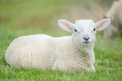 1979年42岁生肖羊有个劫难 要注意什么 属羊人牛年吉祥物是什么