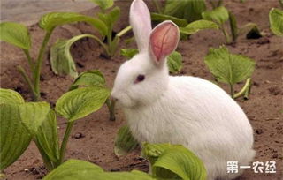 兔子养殖春季注意事项