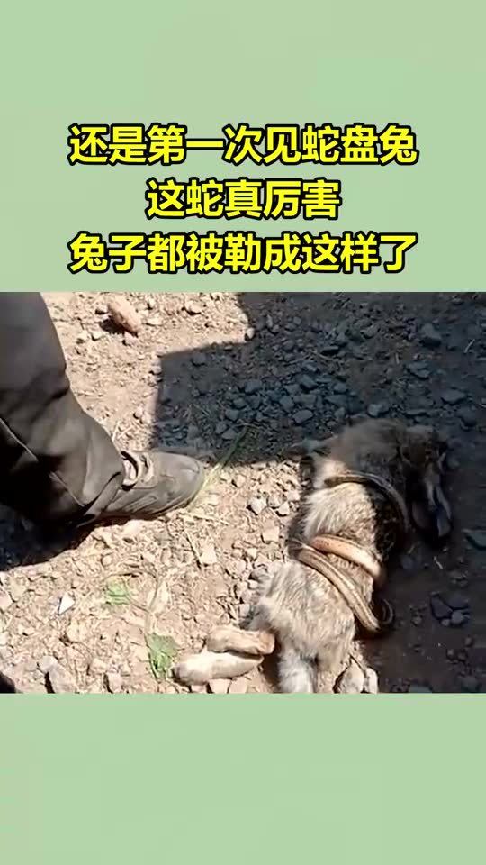 还是第一次见 蛇盘兔 这蛇真厉害,兔子都被勒成这样了 