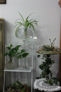 室内小型盆栽应该如何养护 