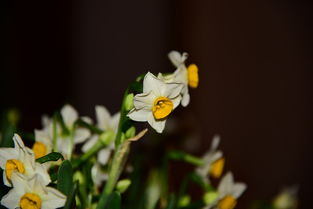 晚间拍的水仙花,直接出片