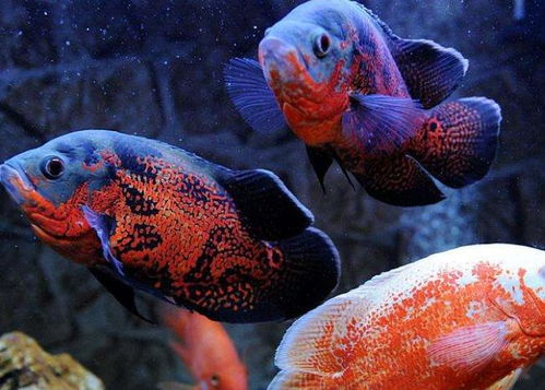 这 6种 鱼,非常适合新手养,不仅好养,而且观赏性强 
