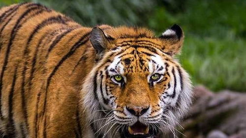 老虎怕什么动物,最不怕老虎的动物是什么
