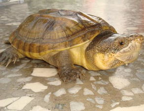 麝香龟一年能长多少厘米？