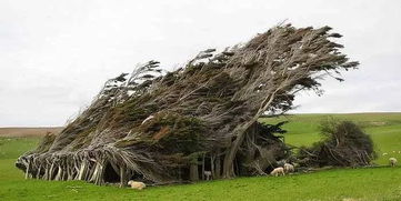 这可能是全世界最有性格的一排大树,就生长在新西兰