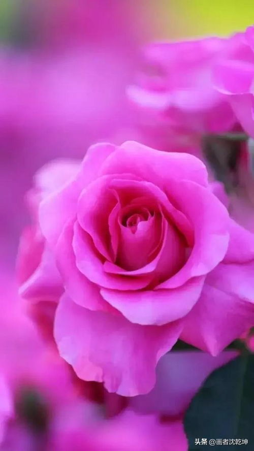 绝美 玫瑰花50幅,露湿春雨浓,玫瑰满院红