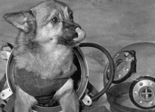 苏联曾将一只3岁小狗送入太空,63年过去,小狗仍在地球轨道流浪