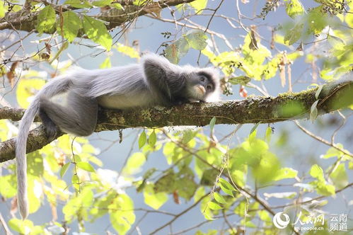云南景东 国家一级保护动物灰叶猴超过2000只