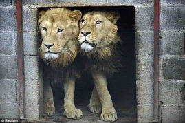 三只狮子因违法饲养被没收 南非开始新生活 