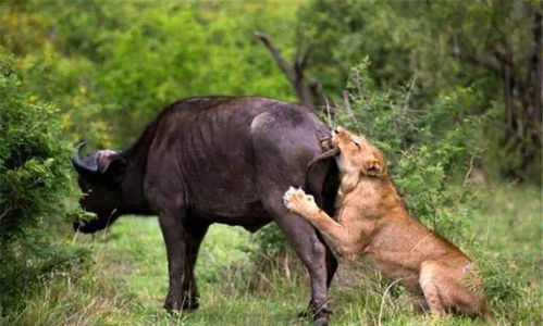 两只狮子围攻水牛,眼看就要胜利了,却突然跑来个帮凶