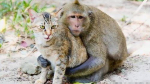 猴子和猫咪,你俩这是什么神仙感情,网友 羡慕嫉妒恨 