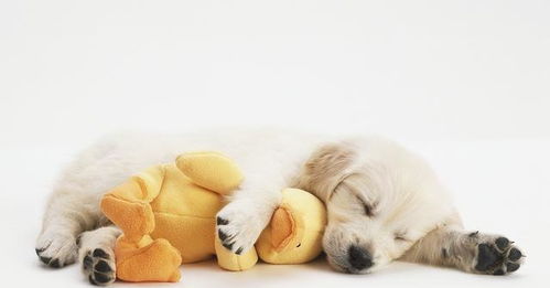 狗狗睡觉100 会做梦 抖腿越厉害象征梦境越精彩, 想不到吧
