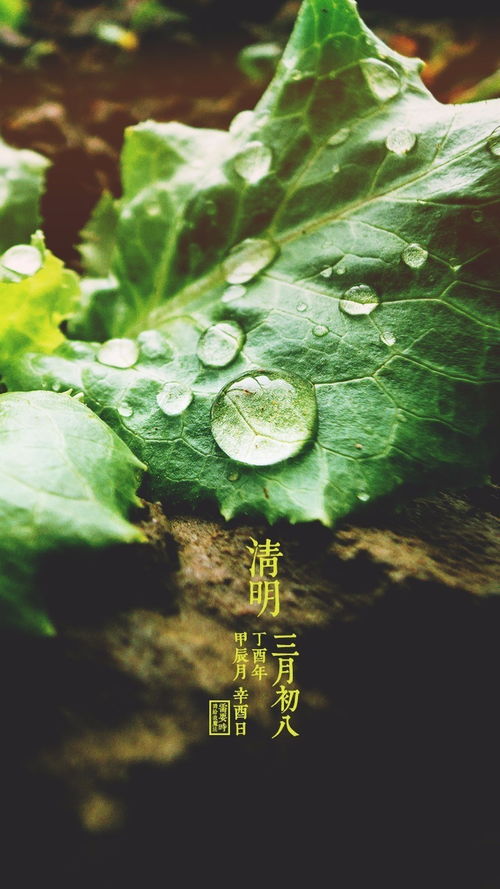 鱼翻谷雨萍