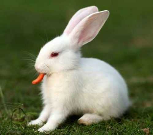 四斤以的种兔兔苗要喂肉兔饲料还是母兔饲料 
