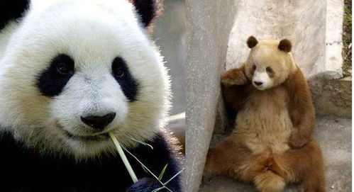 四川有白色大熊猫,陕西新发现棕色大熊猫,它们咋长的 缺墨了吗