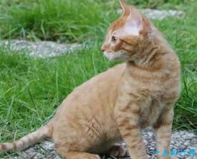 十种世界上最小的猫 新加坡猫位居第一 