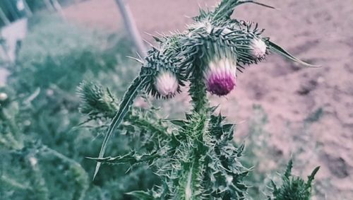 野草吃不尽,春风吹又生,吃货们,这个野草能吃吗 