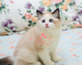 深圳哪里有卖布偶猫 深圳纯种布偶猫一只多少钱