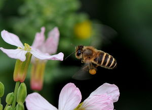 蜂飞蝶舞