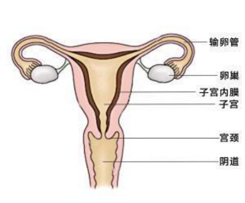 求解子宫内膜薄能同房吗容易流产吗