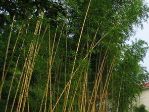 东南角栽竹子代表什么 东南角种几棵竹子好