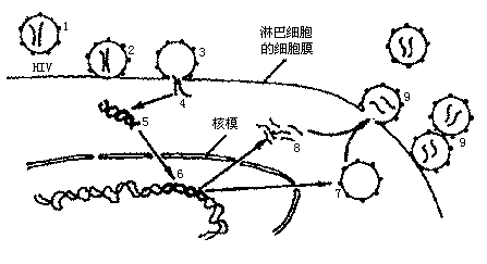 有一对表现型正常得表兄妹婚配，生了一个既有白化病(基因a)又有色盲(基因b)的小孩。这位表兄的基因型、已生小孩的性别和该表兄妹再生一个小孩患两种病的几率分别是