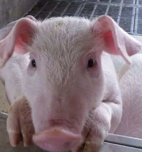 生肖猪 不同年份出生的属猪人,2020年财运大解析