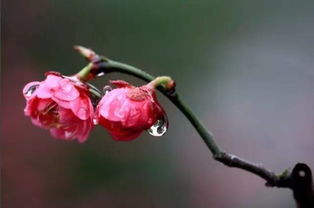 蝶儿小筑 美丽 玲珑,起看梅花碎玉中 