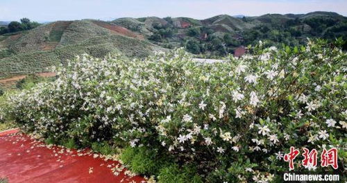 中国栀子名市 福建福鼎 一花一产业 转型谋新篇