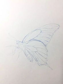 如何用彩铅画一只生动的蝴蝶