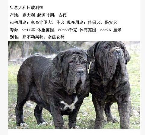 世界十大名犬,第一是咱中国的 中国人顶起来啊 生活杂谈 