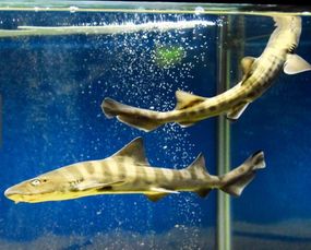 奇了 雌鲨鱼单性繁殖生多子 日本水族馆找来专家解密