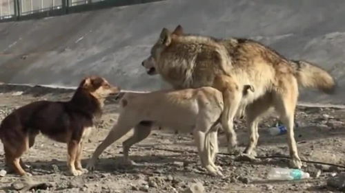 狼王看上狗狗,一旁的小黑狗不服气跟狼王争,胆子真大 