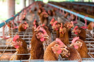 养鸡不易 养蛋鸡更不易 如何提高蛋鸡场养殖效益