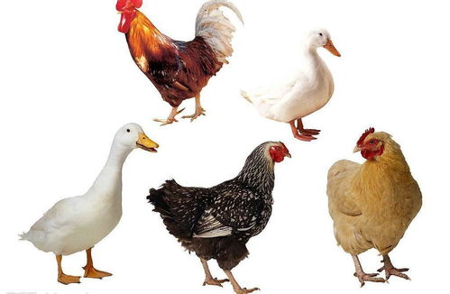 为什么鸡的力量比鸭子的力量大,鸡厉害还是鸭子厉害?