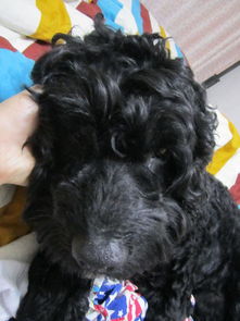 黑色卷毛大耳朵狗是什么品种 