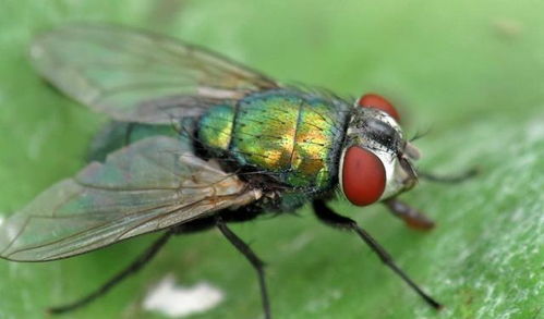 苍蝇是百害而无一利的吗 要是全世界的苍蝇都被消灭了会怎样