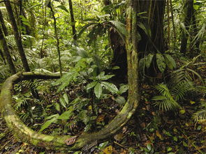 亚马逊雨林可以进入吗 入驻亚马逊需要多少费用