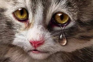 猫的泪渍用什么漂白,猫咪的泪痕可以漂白吗