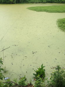 为什么中午阳光充足时，水绵常成团漂浮在水面上？