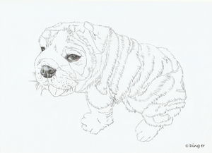 彩铅狗狗绘画过程 02