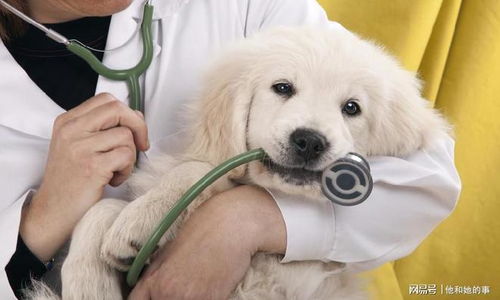 有这些问题的狗狗,主人不用带它去看医生,自己就能解决