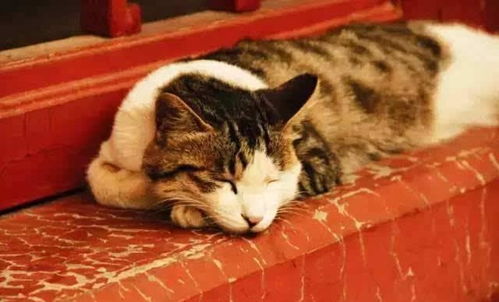 故宫里生活着上千只流浪猫,它们靠什么生活 网友 全凭实力 